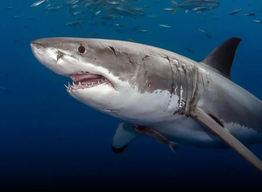 4 أسباب علمية تؤدي ل إقتراب سمك القرش من الشاطئ - لازم تعرفها! 🦈🌊